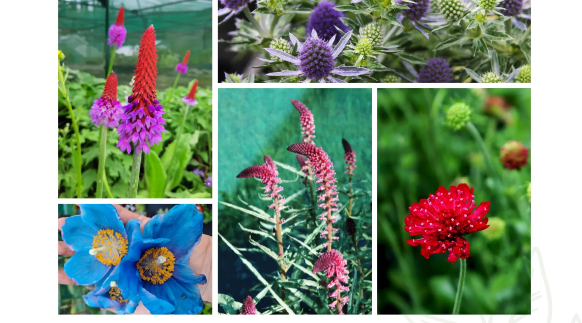High-ROAS Digital Ad Campaigns for Nursery Plant Sales