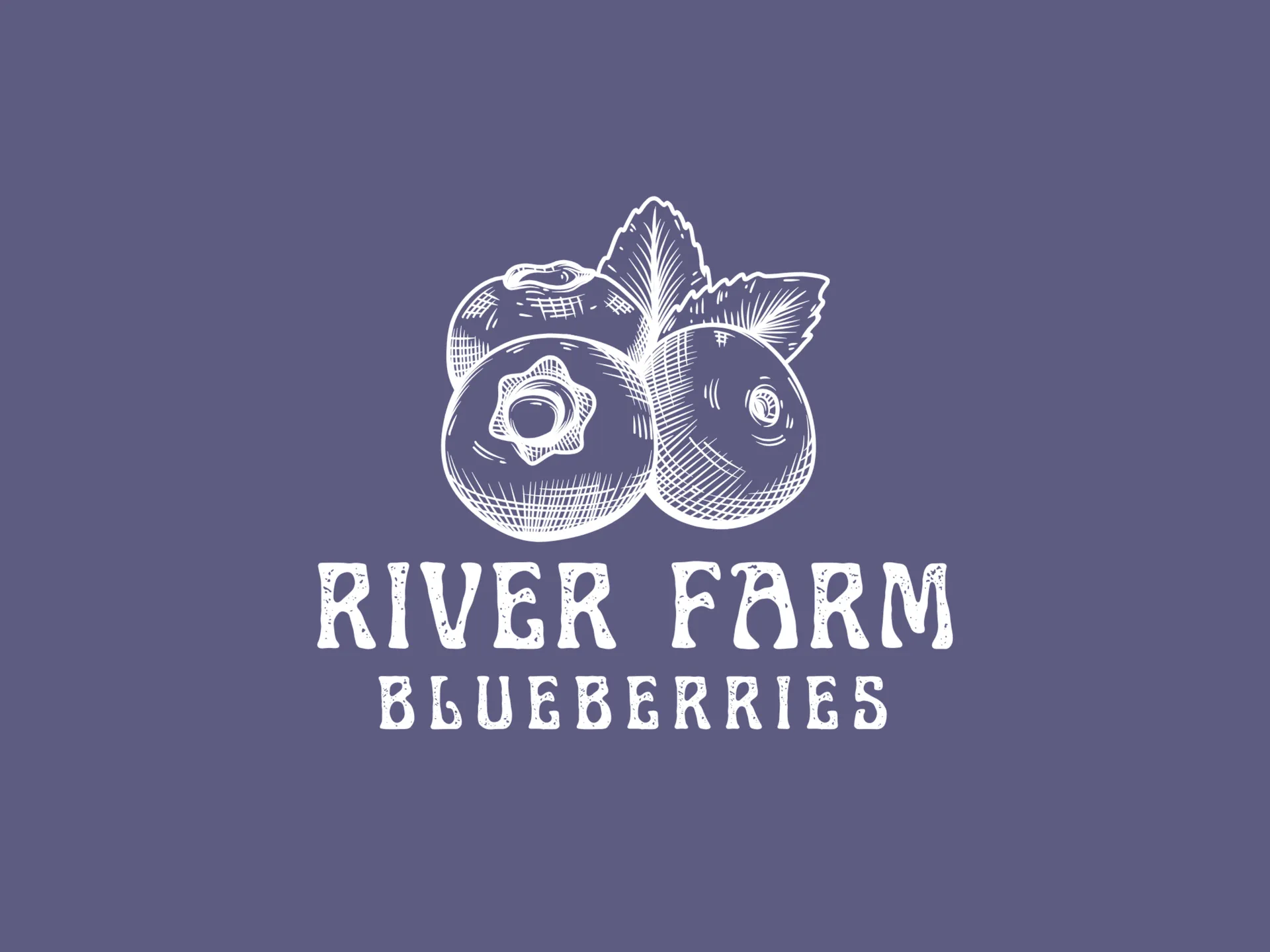 Hand-Drawn Organic Blueberry Farm Logo Design