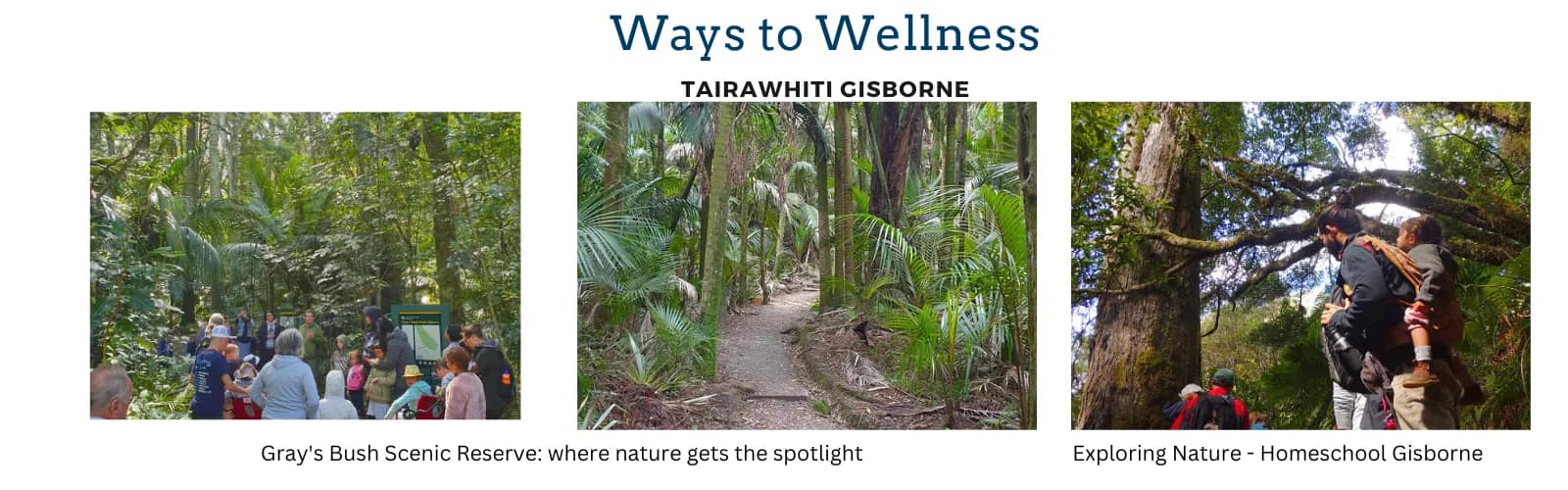 Content Writing & Project Coordination for Ways to Wellness—Tairāwhiti Guide