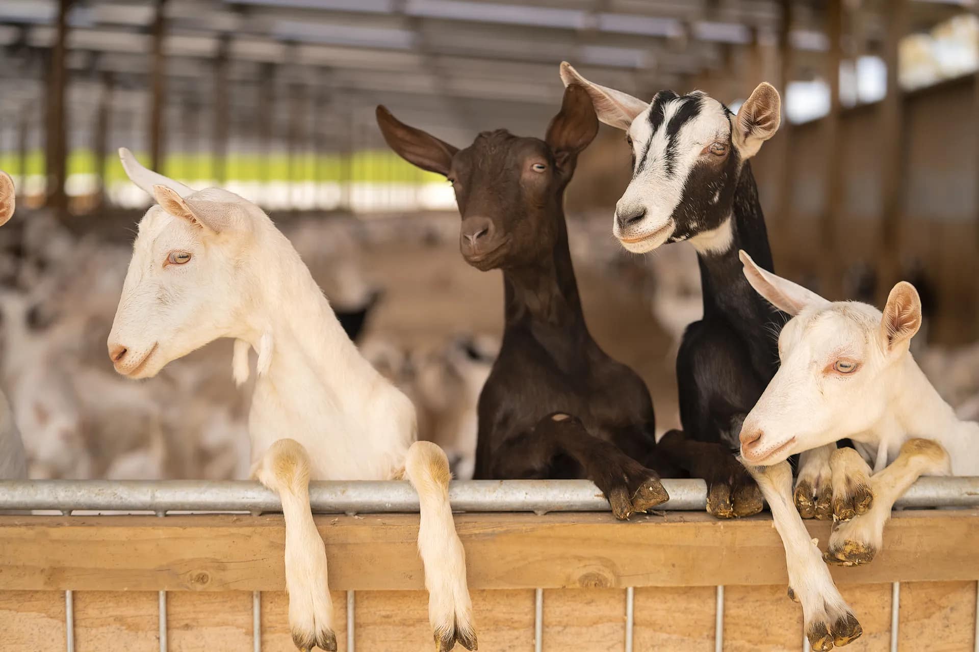 Sponsored Content Writing for Oakdale & Oete Goat Farms gallery 1