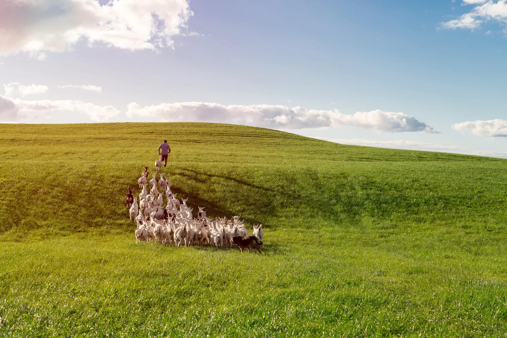 Sponsored Content Writing for Oakdale & Oete Goat Farms
