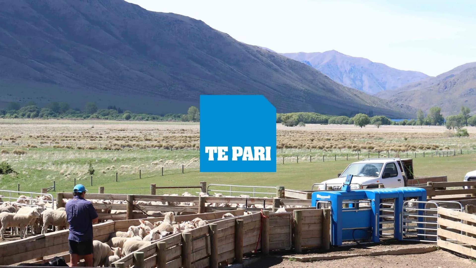 International Digital Advertising Growth for Te Pari